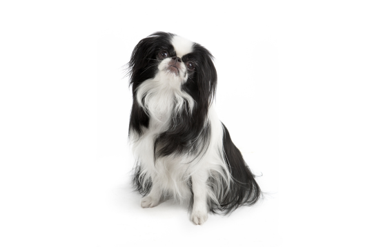 Japanese Chin